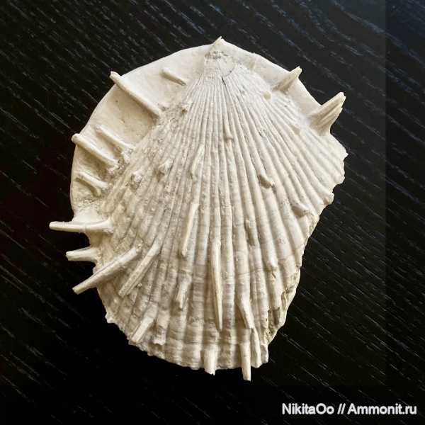 двустворки, двустворчатые моллюски, верхний мел, Spondylus