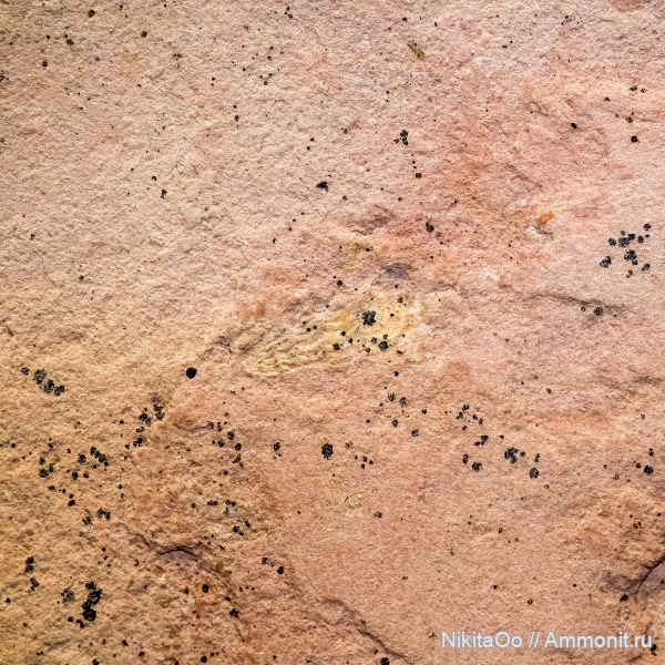 гастроподы, волжский ярус, верхняя юра, Gastropoda, Volgian, Upper Jurassic, Boreomica