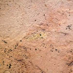 Boreomica undulata (?)