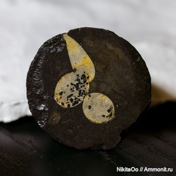 ихнофоссилии, камнеточцы, ichnofossils