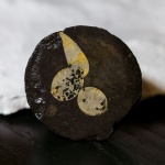 Ходы камнеточцев в фосфоритовой гальке