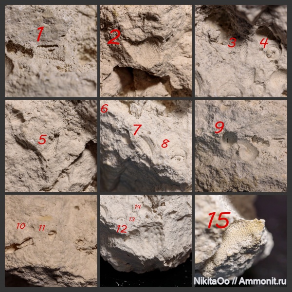 гастроподы, палеозой, Gastropoda