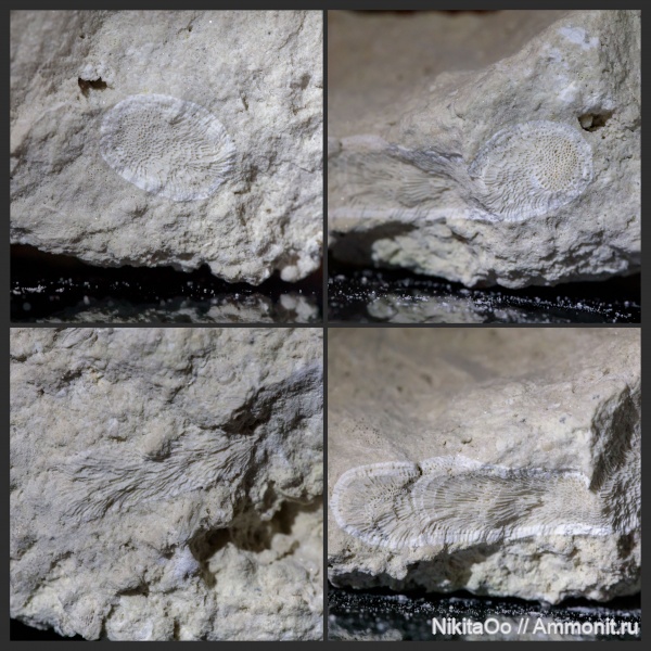 мшанки, палеозой