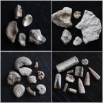 Окаменелости у с. Ермаково с берега Волги