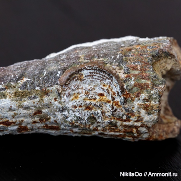 мел, губки, двустворки, обрастание