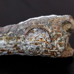 Двустворка-обрастатель на губке