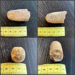 Кругленький кашпирский белемнит