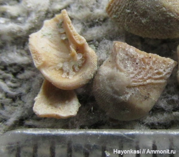 девон, рыбы, плакодермы, Placodermi, Bothriolepis, антиархи, Antiarchiformes