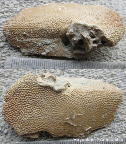 девон, рыбы, плакодермы, Placodermi, Asterolepis, антиархи, Antiarchiformes