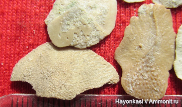 девон, рыбы, Sarcopterygii