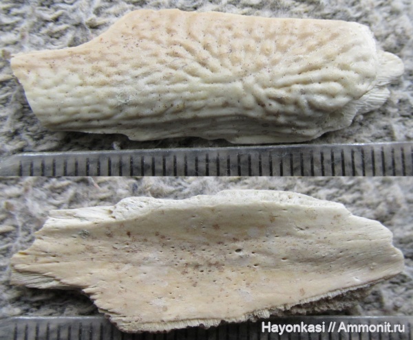 девон, рыбы, плакодермы, Placodermi, Bothriolepis, антиархи