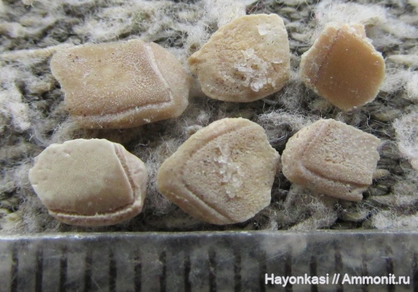 девон, рыбы, Sarcopterygii, Osteolepiformes