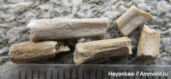 девон, рыбы, Sarcopterygii