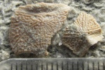 Пластины плакодермы Bothriolepis ("затылки")