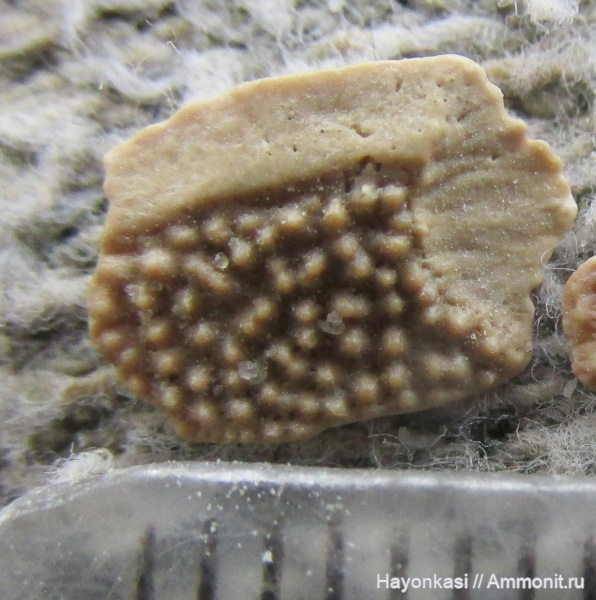 девон, рыбы, Sarcopterygii