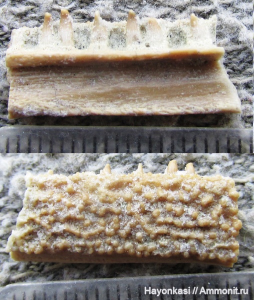 девон, рыбы, Sarcopterygii, Laccognathus