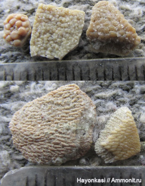 девон, Heterostraci, Sarcopterygii, Agnatha, бесчелюстные, Laccognathus, Psammosteidae