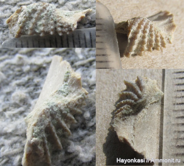 девон, рыбы, Dipnoi, двоякодышащие