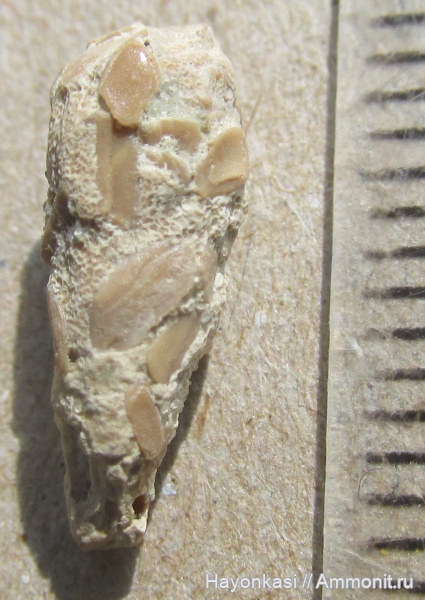 девон, рыбы, копролиты, Sarcopterygii