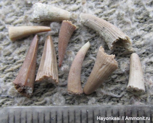 девон, рыбы, Sarcopterygii