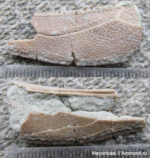 девон, рыбы, плакодермы, Placodermi, Bothriolepis, антиархи, Antiarchiformes