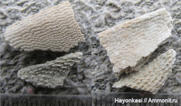 девон, Heterostraci, Agnatha, бесчелюстные, Psammosteidae