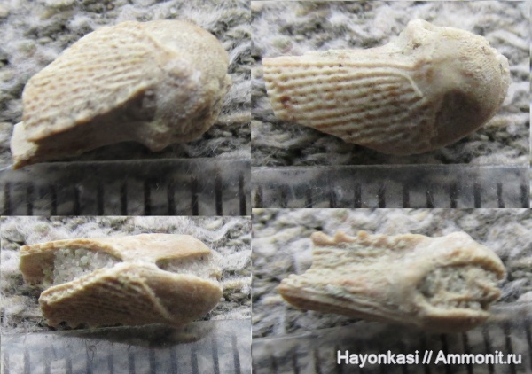 девон, рыбы, плакодермы, Placodermi, Bothriolepis, антиархи, Antiarchiformes