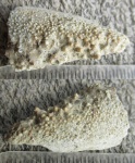 Часть панциря Laccognatus