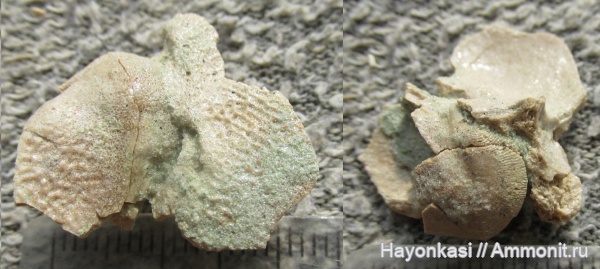 девон, рыбы, плакодермы, Placodermi, Asterolepis, антиархи, Antiarchiformes