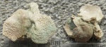 Asterolepis: плечо "в сборке"
