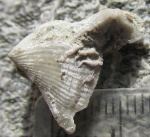 Cornulites на створке брахиоподы
