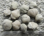 Anathyris montzevi