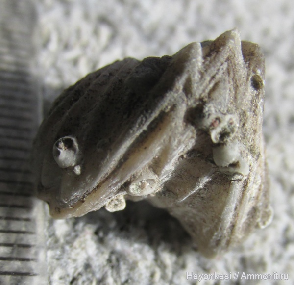 брахиоподы, девон, Ripidiorhynchus, Microconchida, Rhynchonellida, encrustation of brachiopods