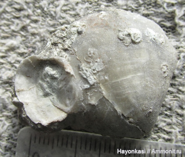 брахиоподы, девон, Productida, Microconchida, Pentamerida, Gypidula, Epizoans, Irboskites fixatus