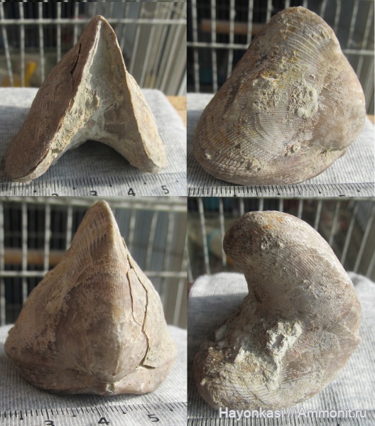 брахиоподы, девон, Rhynchonellida, Ladogia, Ladogia meyendorfii