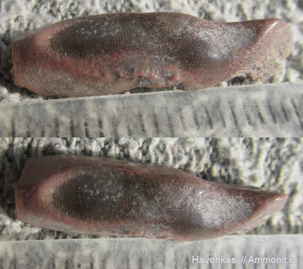 девон, рыбы, зубы, плакодермы, Placodermi, Ptyctodus, PTYCTODONTIDAE