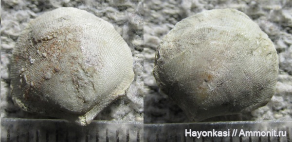 брахиоподы, девон, Rhynchonellida, Ladogia, Ladogia meyendorfii