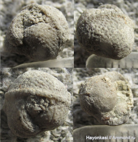 гастроподы, девон, Bellerophon, Gastropoda