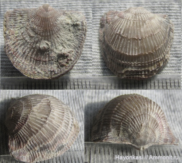 брахиоподы, девон, Atrypida, Epizoans, Pseudoatrypa velikaya, Microconhida