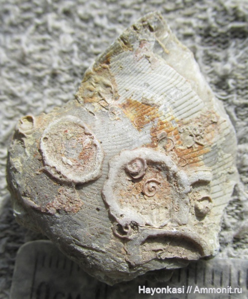 брахиоподы, девон, Productida, Microconchida, Rhynchonellida, Ladogia, Ladogia meyendorfii, Epizoans, Irboskites fixatus