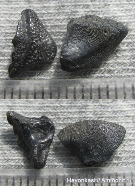 девон, рыбы, плакодермы, Placodermi, Bothriolepis, антиархи, Antiarchiformes