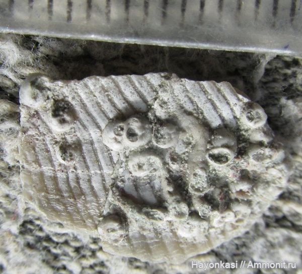 девон, Microconchida, Cornulites, Epizoans