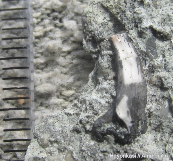 девон, рыбы, Sarcopterygii, Onychodontidae, Onychodontiformes