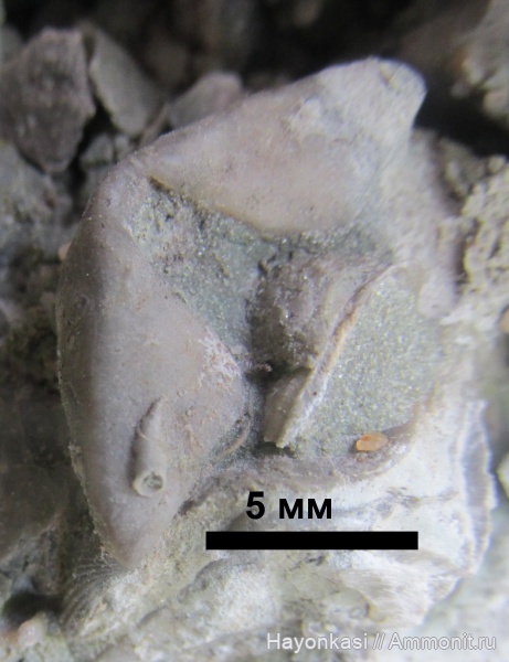 брахиоподы, девон, Spiriferida, Cornulites, Epizoans, Lamellispirifer muralis
