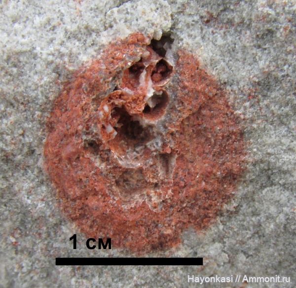 гастроподы, моллюски, девон, Gastropoda