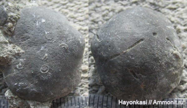 брахиоподы, девон, Orthida, Microconchida, Schizophoria, Epizoans