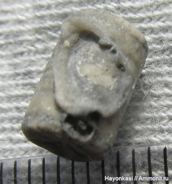 брахиоподы, морские лилии, девон, Productida, Microconchida, членики морских лилий, Crinoidea, Epizoans, Irboskites fixatus