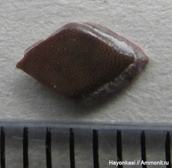 девон, рыбы, Sarcopterygii, чешуя, Osteolepiformes