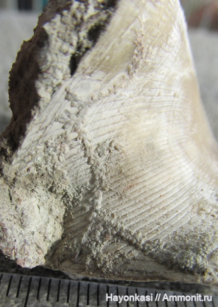 брахиоподы, девон, мшанки, Hederella, Rhynchonellida, Ladogia, Ladogia meyendorfii, encrustation of brachiopods, Epizoans