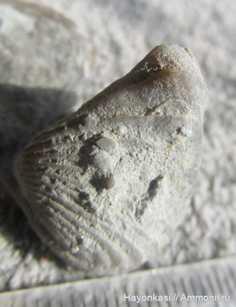 брахиоподы, девон, Ripidiorhynchus, Productida, Rhynchonellida, Irboskites fixatus